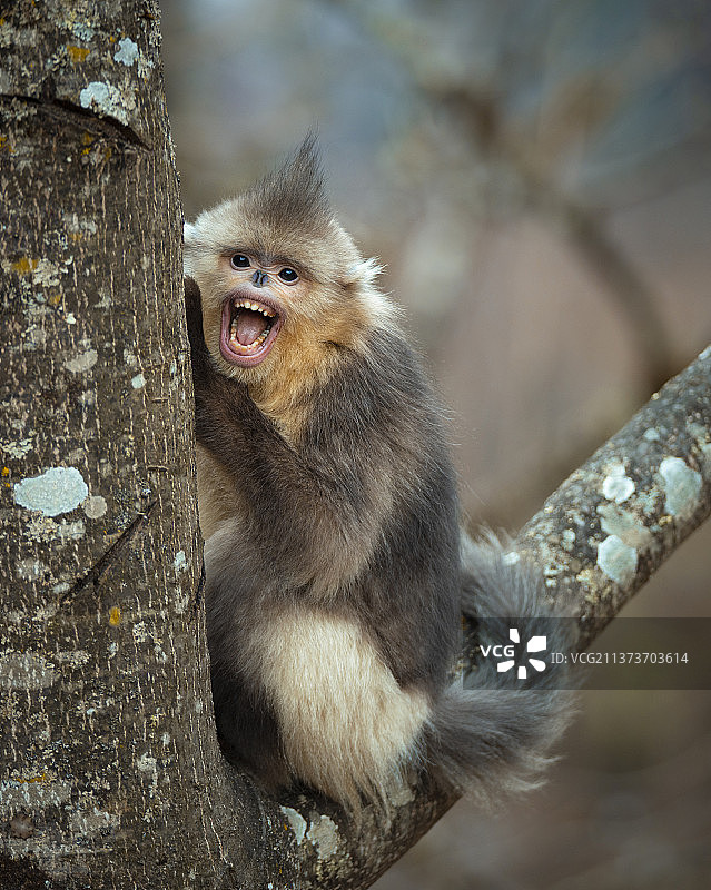 Yunnan snub-nose monkey滇金丝猴图片素材