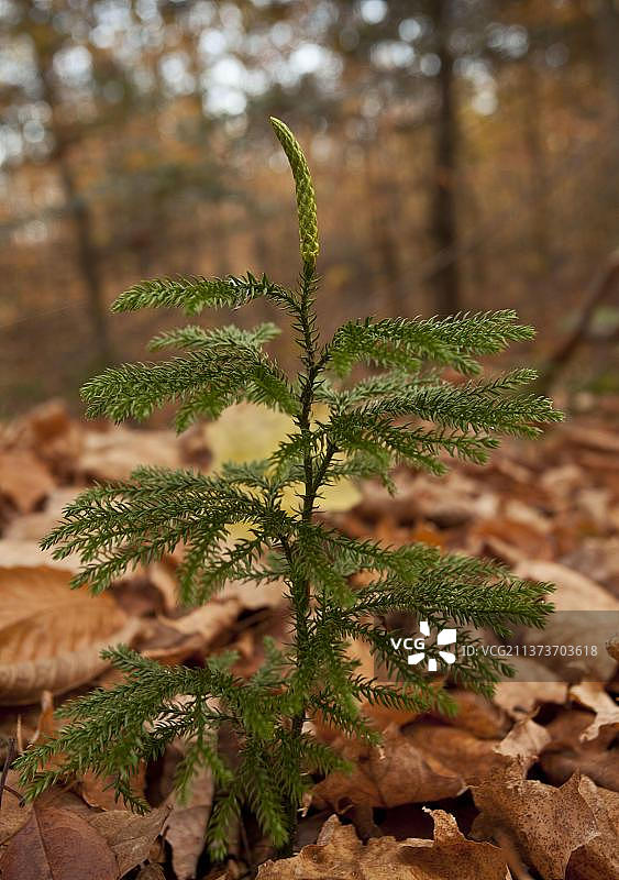 纽约州阿迪朗达克山脉的蓝地柏图片素材