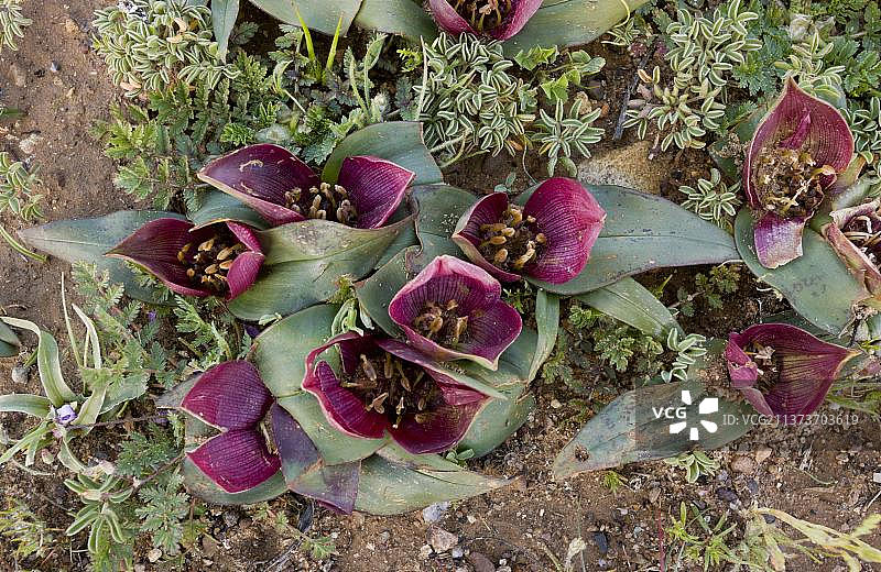 船上的男人(Androcymbium pulchrum)开花,Nieuwoudtville保护区,北开普省,南非,非洲图片素材