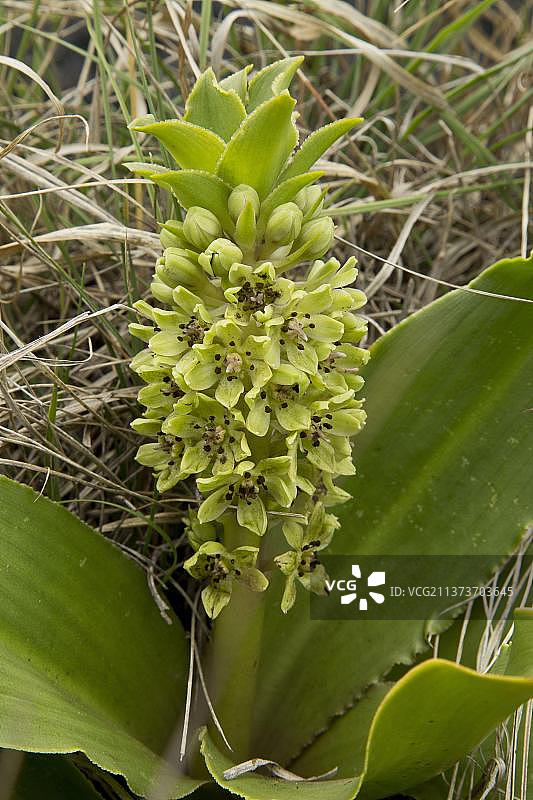 开花的矮菠萝莉莉，南非夸祖鲁-纳塔尔省德拉肯斯堡山脉皇家纳塔尔国家公园图片素材