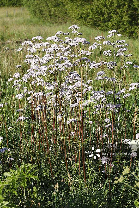 开花的缬草，英国威尔士波伊斯图片素材
