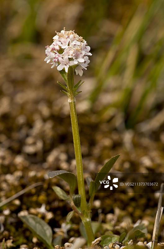 开花的沼泽缬草，位于英国萨福克郡小乌斯河谷韦斯顿集市沼泽湿地图片素材