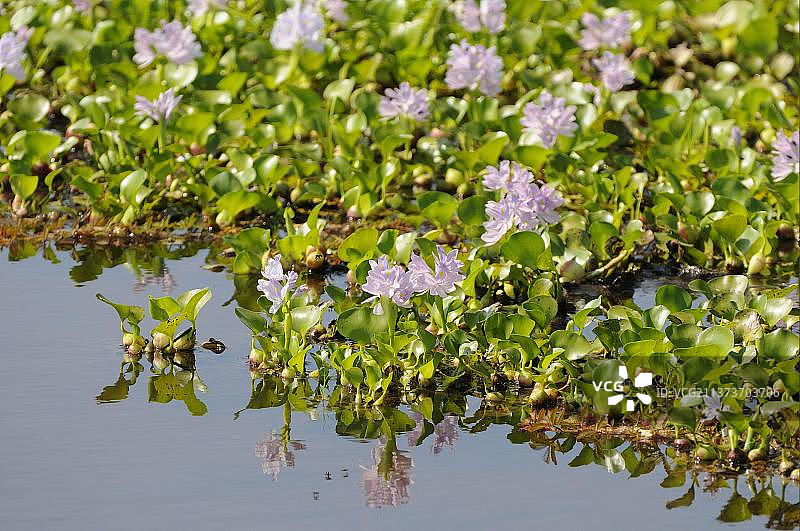 凤眼莲，巴西马托格罗索州潘塔纳尔湿地图片素材
