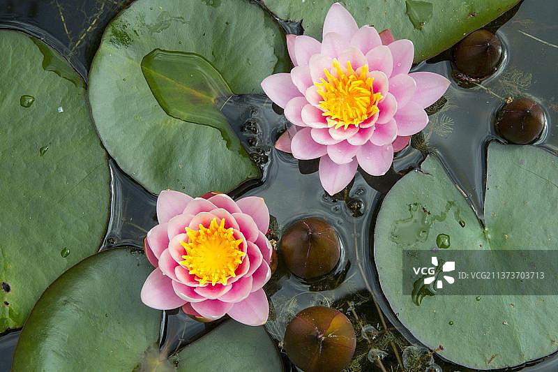 观赏睡莲图片素材