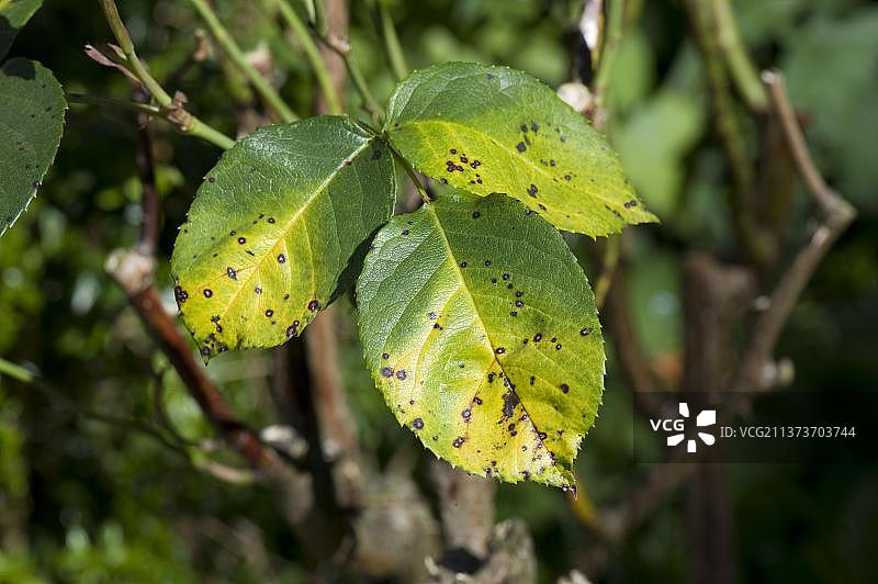 玫瑰黑斑病图片素材