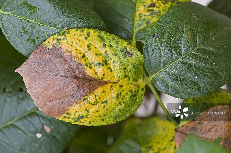 灰色霉菌（灰葡萄孢菌），灰色腐烂，灰色霉菌，真菌，导致秋季玫瑰叶片枯萎图片素材