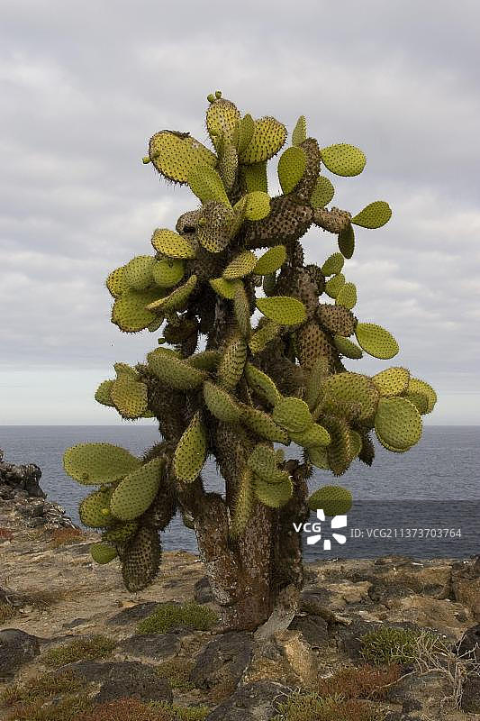 加拉帕戈斯群岛南广场岛上的巨型多刺梨仙人掌图片素材