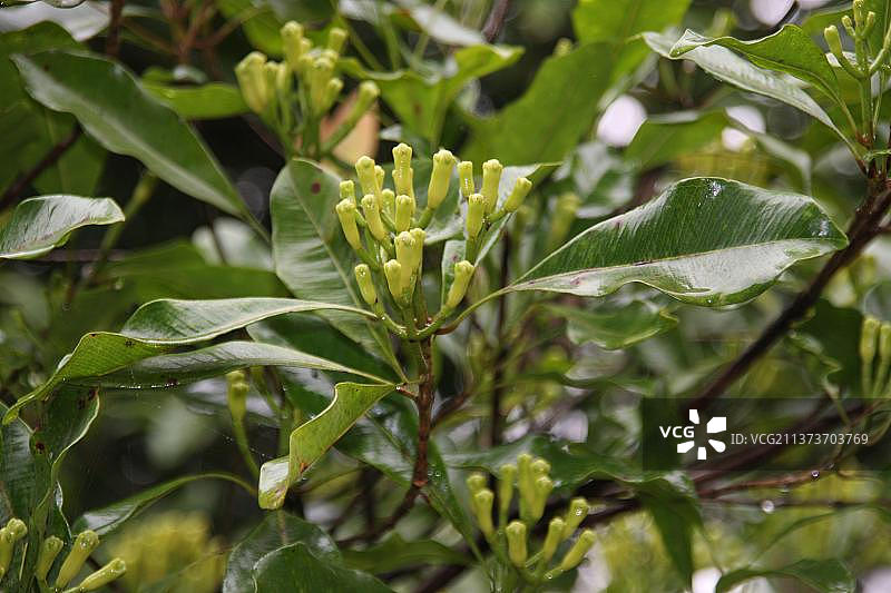 丁香花蕾图片素材