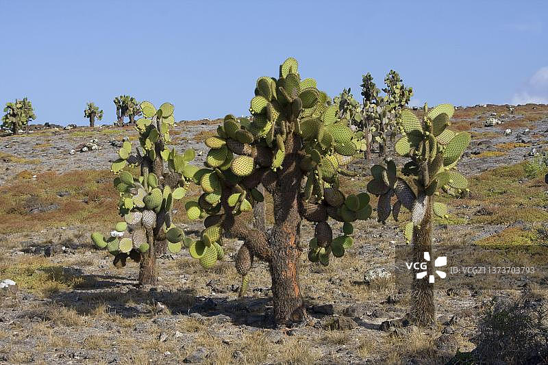 巨型仙人掌和陆鬣蜥，南广场岛，加拉帕戈斯群岛图片素材
