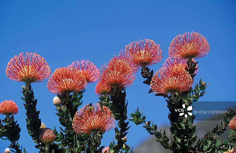南非针垫花图片素材