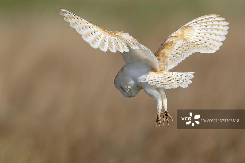 在英国克雷斯韦尔附近盘旋的成年仓鸮图片素材