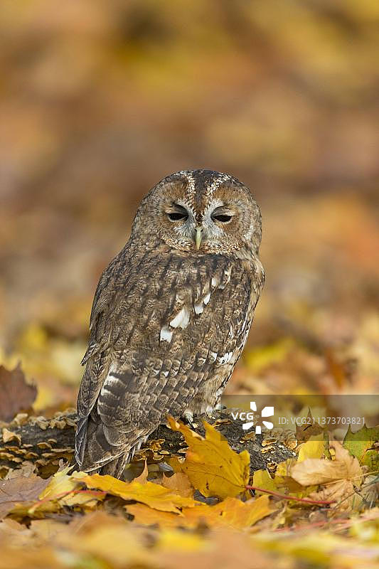 成年灰林鸮栖息于腐朽树干上图片素材