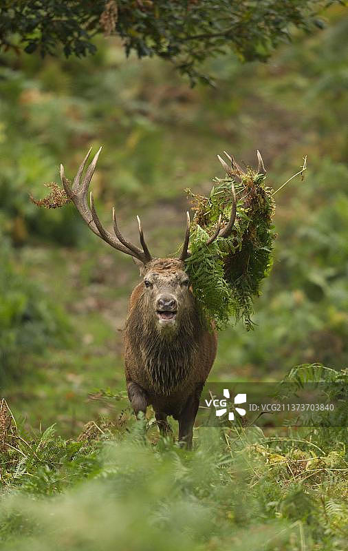 马鹿咆哮，鹿角上带蕨类植物，发情期，英国莱斯特郡布拉德盖特公园图片素材