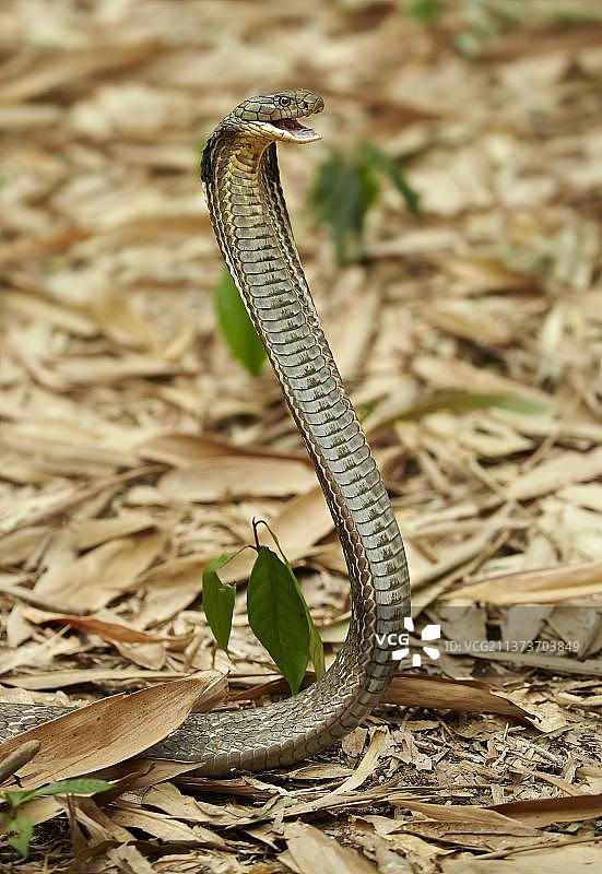 眼镜王蛇，在竹林地面上抬起身体，张开嘴巴，展开颈部图片素材