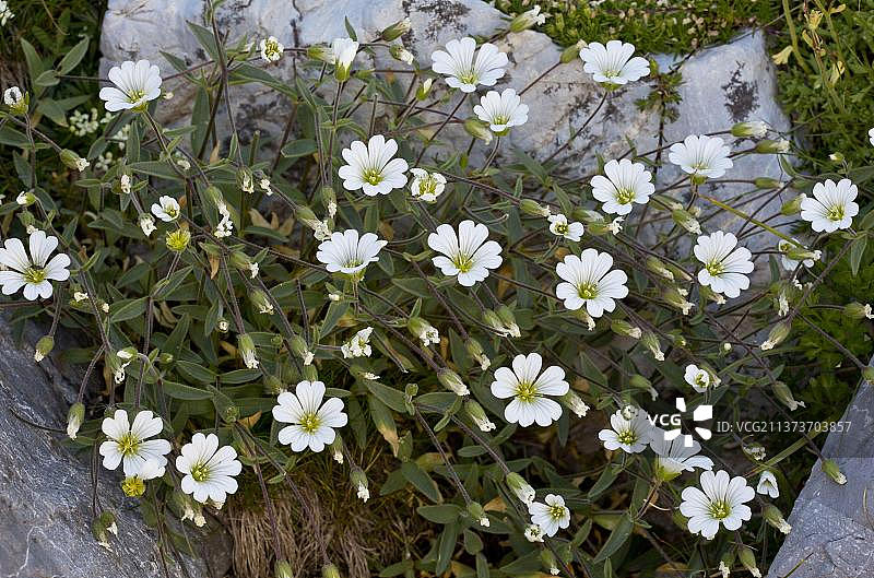 高海拔地区开花的卷耳（Cerastium latifolium），法国，欧洲图片素材