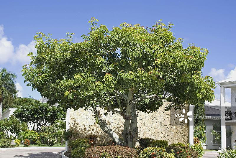 鸡蛋花，生长在酒店的地面上，格林纳达图片素材