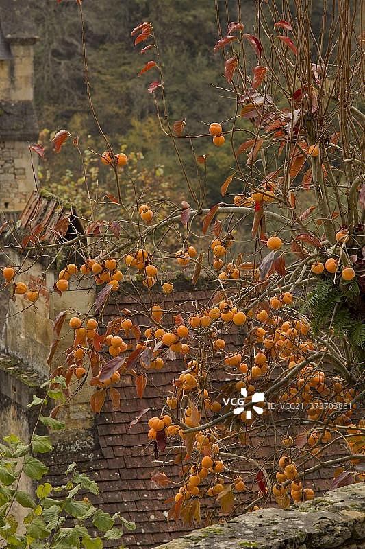 日本柿子图片素材