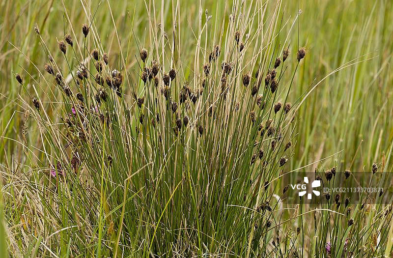 开花的黑莎草，位于英国萨福克郡小乌斯河谷图片素材