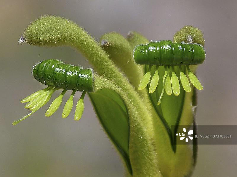 袋鼠花、血根植物、绿色袋鼠爪(Anigozanthos viridis)特写,珀斯植物园,西澳大利亚州图片素材