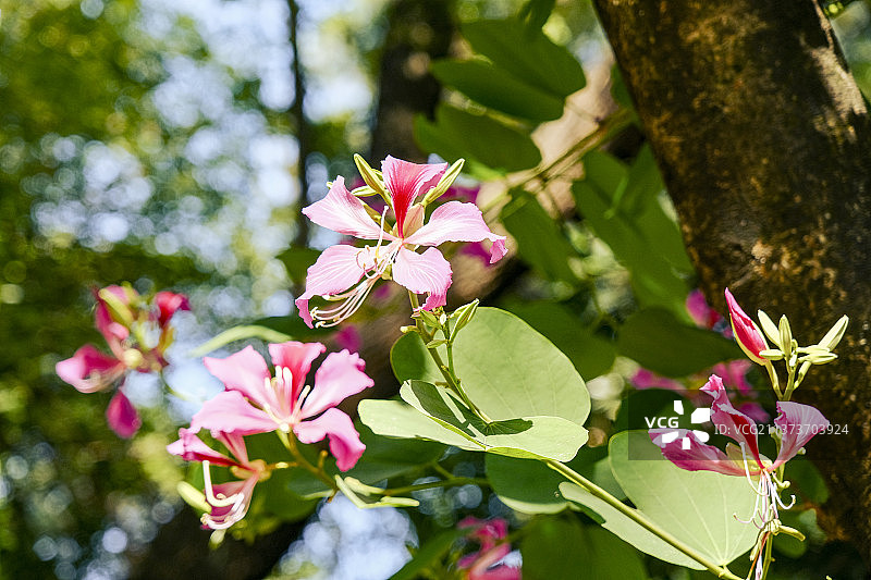 紫荆花图片素材