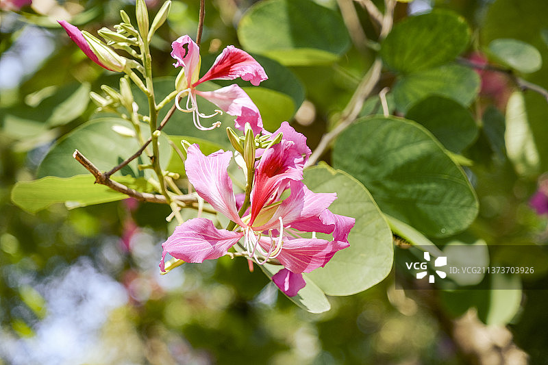 紫荆花图片素材