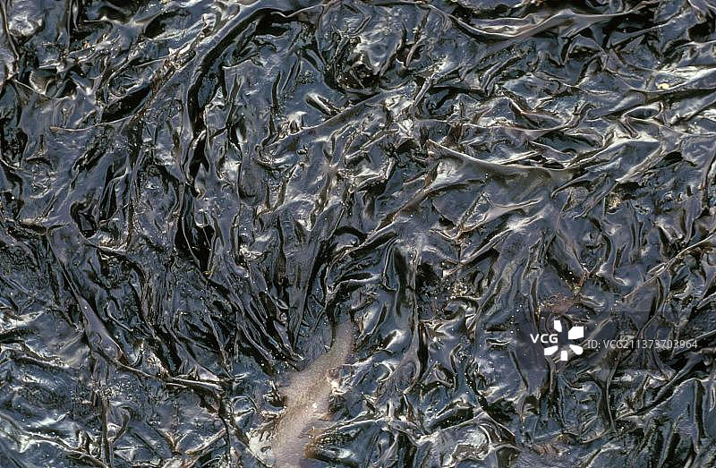 紫菜：附着在岩石上，用于制作面包图片素材