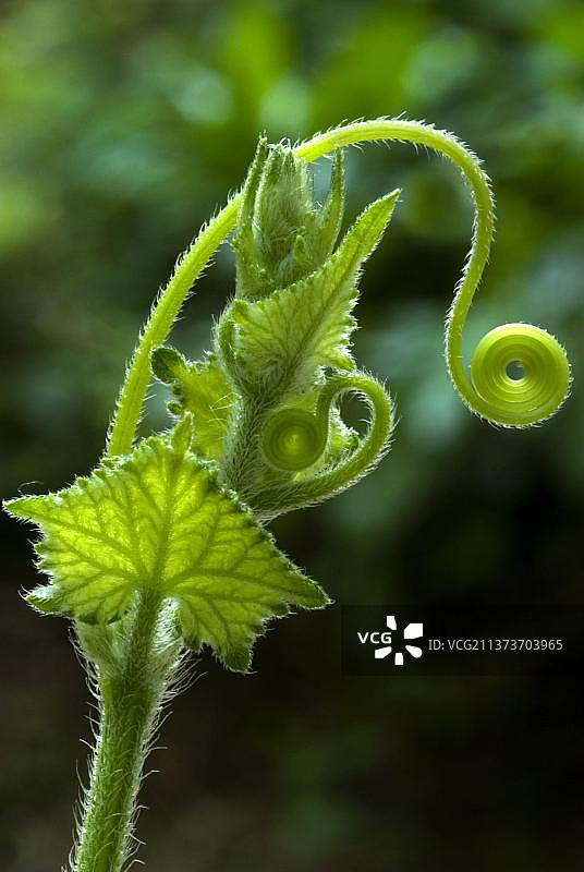 葫芦藤蔓和花蕾特写，印度喀拉拉邦特里凡得琅图片素材