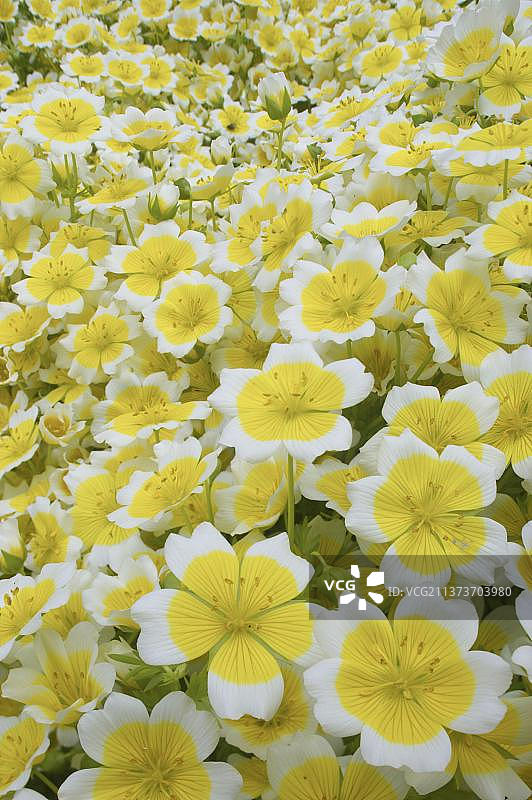 盛开的道格拉斯草甸泡沫花图片素材