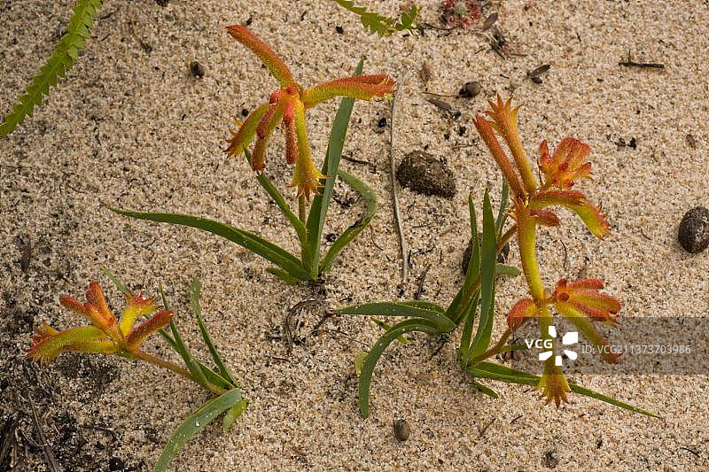 澳大利亚昆冈荒原盛开的普通袋鼠爪花图片素材