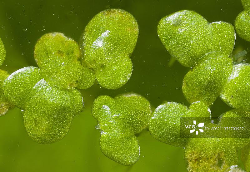 满江红叶子特写，漂浮在池塘水面，英国多塞特图片素材