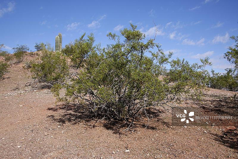 灌木丛（三齿拉雷亚）栖息地图片素材