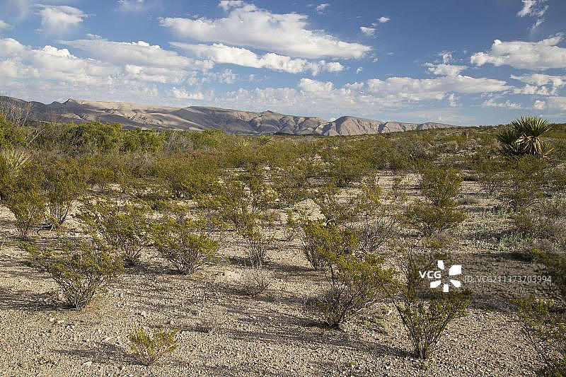 墨西哥灌木图片素材