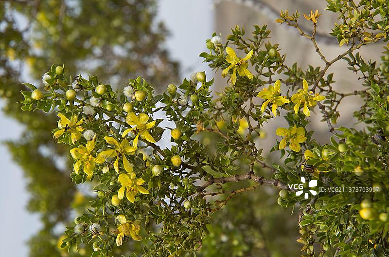北美洲 Creosote Bush花朵特写图片素材