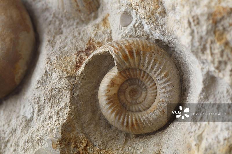 来自英国多塞特郡淡水湾的菊石化石图片素材