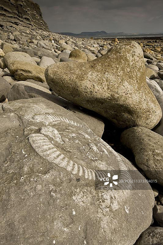 英国多塞特郡莱姆里吉斯附近海滩上的菊石化石，侏罗纪海岸世界遗产图片素材