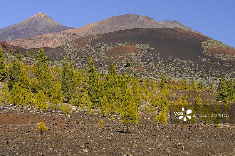 特内里费岛泰德火山针叶树的景观，加那利群岛图片素材