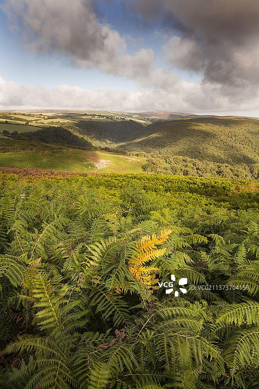 英国埃克斯穆尔国家公园蕨类植物景色图片素材