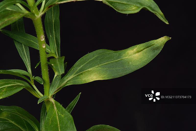 金鱼草锈病，英国伯克郡图片素材