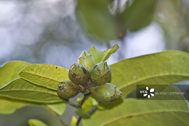 肉豆蔻、肉豆蔻树、肉豆蔻科、常见或芳香的肉豆蔻图片素材