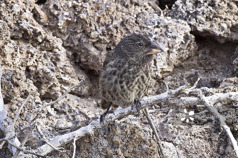 加拉帕戈斯群岛热诺韦萨岛上的大地雀图片素材