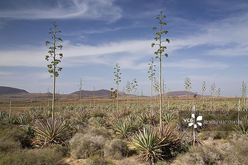 龙舌兰西沙尔麻作物种植园，富埃特文图拉岛，加那利群岛图片素材