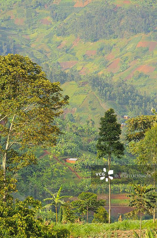 尼永圭森林公园边缘的耕地山坡，卢旺达图片素材