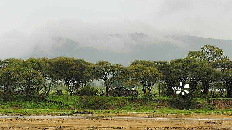 坦桑尼亚鲁阿哈国家公园的干涸河床、树木和低云景观图片素材