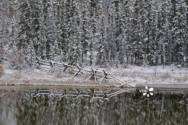阿拉斯加公路沿线，育空地区白马市附近的池塘中倒映着覆雪的栅栏和云杉树图片素材