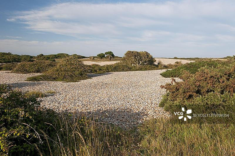 英国肯特郡邓杰内斯RSPB保护区植被鹅卵石海岬栖息地景观图片素材