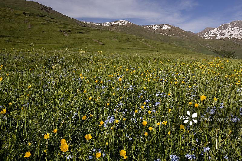 物种丰富的牧场生境，有毛茛和勿忘我，位于法国阿尔卑斯山凯拉斯自然公园的阿涅尔山口图片素材