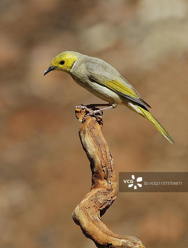 白羽蜜鸟，栖息在西麦克唐奈国家公园奥米斯顿峡谷图片素材