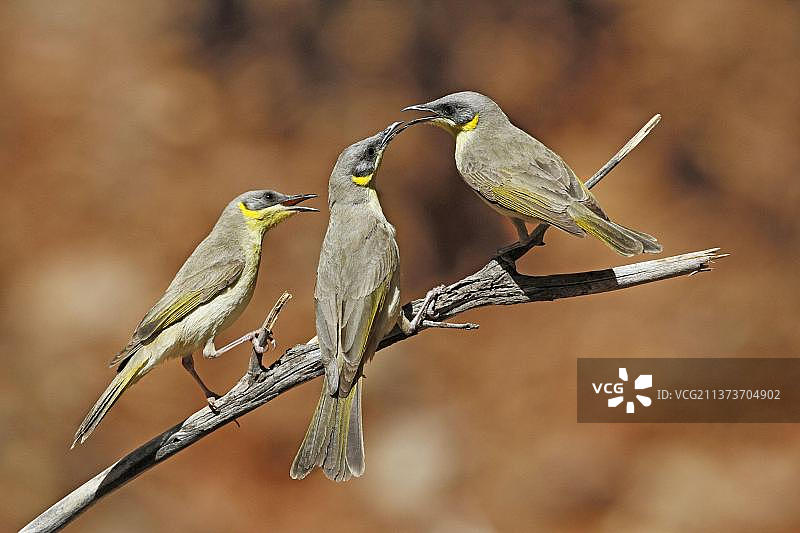三只灰头食蜜鸟栖息在树枝上互动，澳大利亚北领地图片素材
