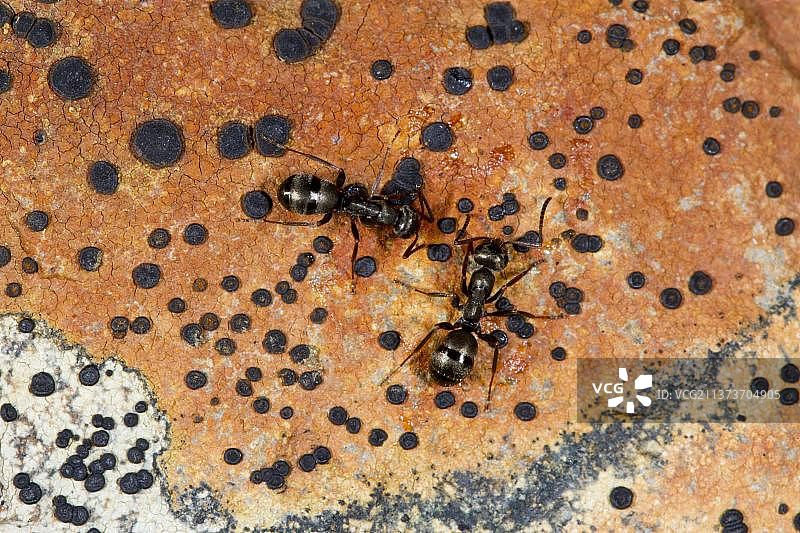 利马蚁：两只成年工蚁，在覆盖地衣的岩石上，英国威尔士图片素材