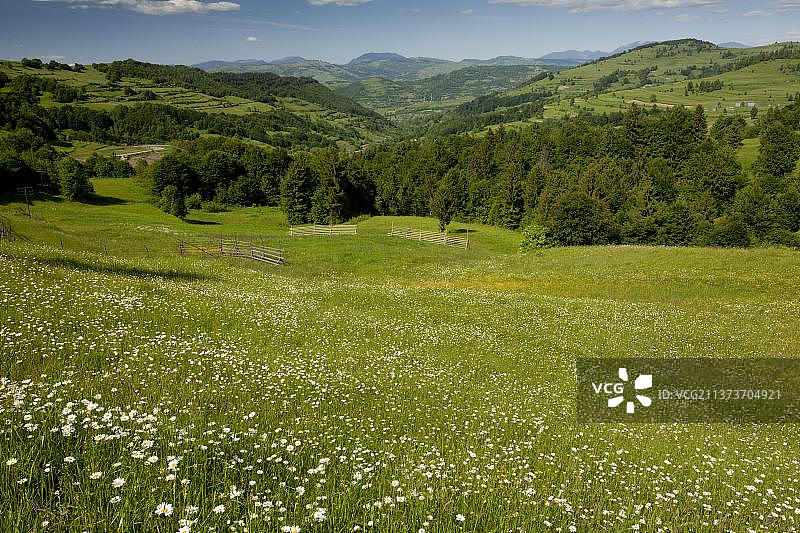 罗德尼山脉草甸至山脉景观，靠近罗马尼亚北部纳索德图片素材